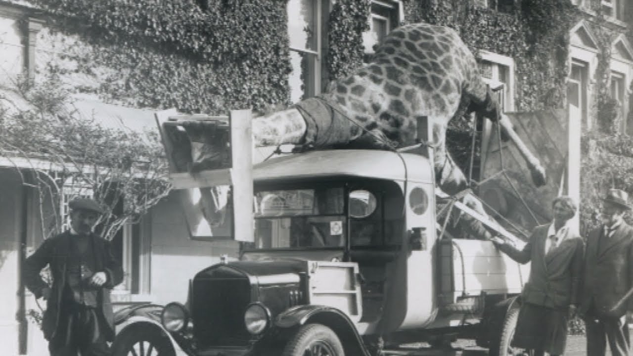 Giraffe being transported to Quex Park. Powell-Cotton Museum, Quex Park